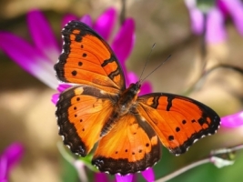 The Gaudy Commodore Wallpaper Butterflies Animals