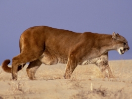 The Hunter Wallpaper Big Cats Animals