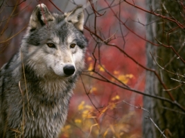 The Lookout Gray Wolf Wallpaper Wolves Animals