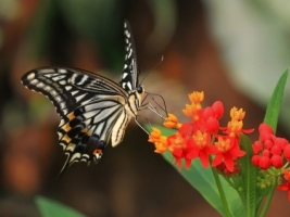 Tiger Swallowtail Wallpaper Butterflies Animals