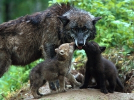 Timber Wolves Wallpaper Wolves Animals