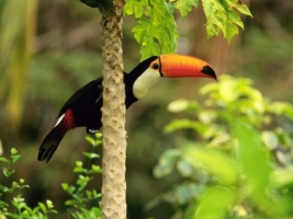 Toco Toucan Wallpaper Birds Animals