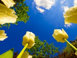Tulip Race Wallpaper Flowers Nature