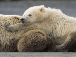 Two Year Old Male Wallpaper Bears Animals