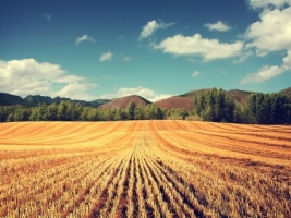 Typical Wallpaper Photo Manipulated Nature