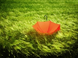 Umbrella Wallpaper Miscellaneous Other