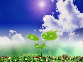 Vitality Wallpaper Miscellaneous Other