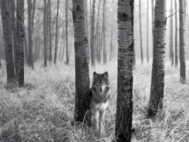 Watchful Eyes in the Wild Wallpaper Wolves Animals