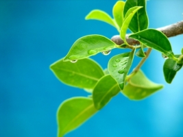 Water on leafs Wallpaper Plants Nature
