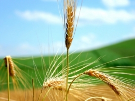Wheat Wallpaper Plants Nature
