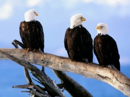 Wild and Free Wallpaper Birds Animals