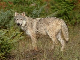 Wolf in Clearing Montana Wallpaper Wolves Animals