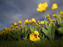 Yellow Tulips Wallpaper Flowers Nature