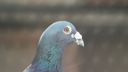 Pigeon Video Clips Download
