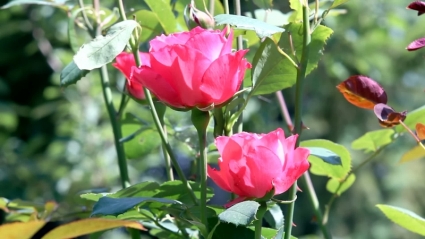 Roses Free footage in mp4, avc format for free download 46 