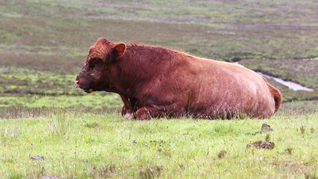 Animal Cow Videos Free Footage For Free Download About 6 Free Footage