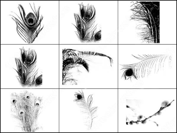 Free download peacock feather ps brushes free download.
