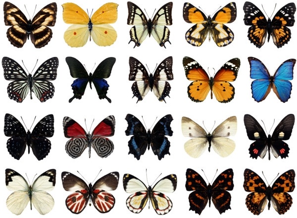 100 species of butterflies psd layered highdefinition 1