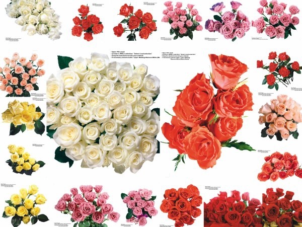 109 colored roses pictures 2