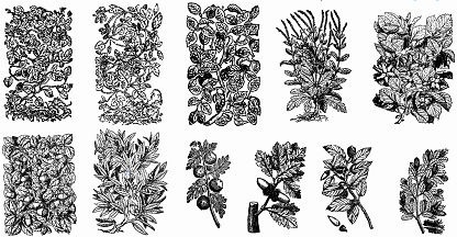 floral engravings sets classical black white sketch