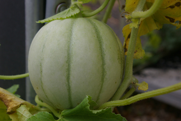 14 235 in our greenhouse a melon 