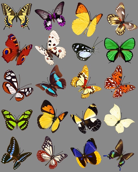 20 butterfly psd images