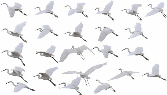 25 kinds of flying crane psd layered