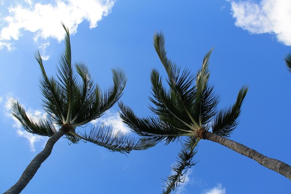 2 palm trees under sky in the wind