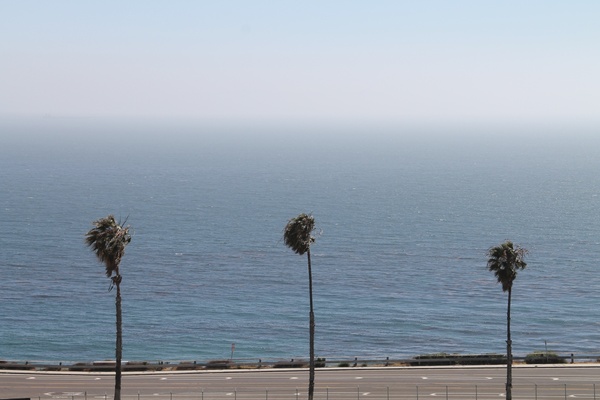 3 palm trees on road by ocean