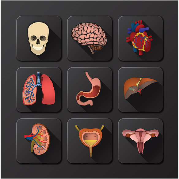 3d icons internal organs vector
