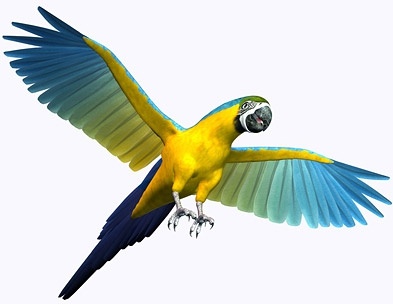 3d parrot picture 