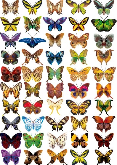 50 kind colorful butterfly vector graphic