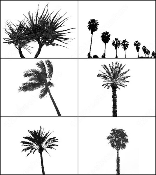 6 palm tree brush