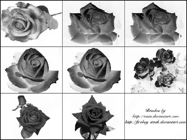 9 rose flower photoshop brush 