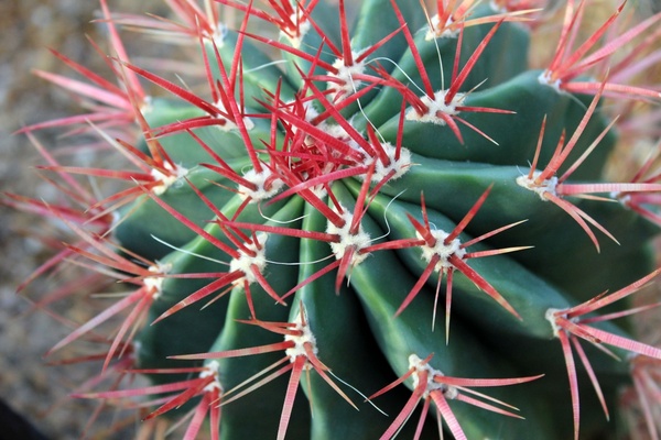 a barrel cactus with red spikes 