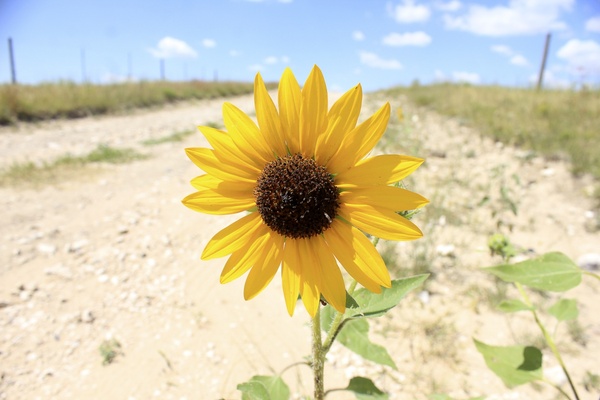 a big sunflower at panorama point nebraska