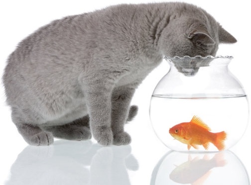 a cat and a goldfish 01 hd pictures
