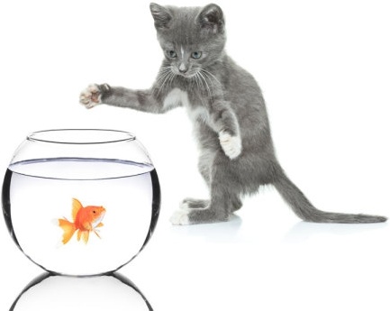 a cat and a goldfish 02 hd pictures