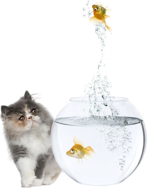 a cat and a goldfish 06 hd pictures