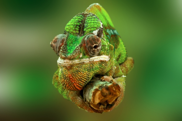 a chameleon on a branch 