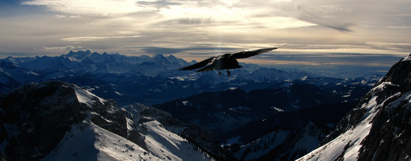 a crow flying above mount pilatus luzern switzerland