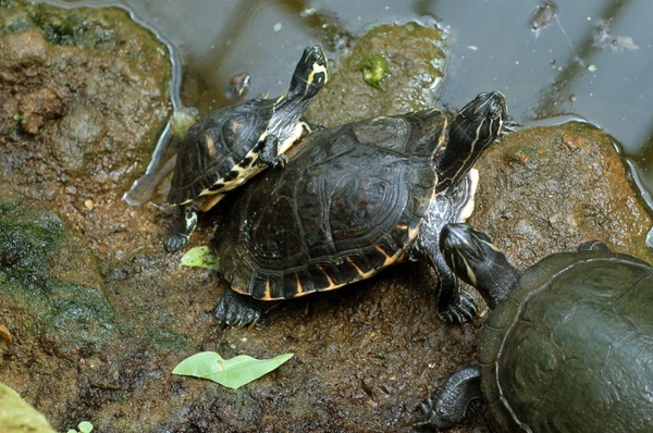 a family of turtles