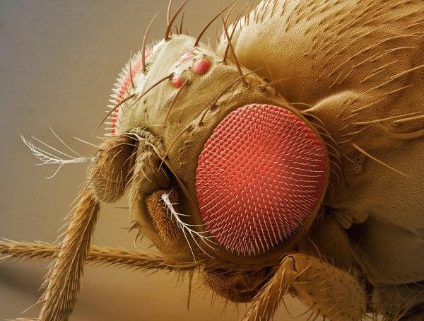 a fly compound eye super clear 