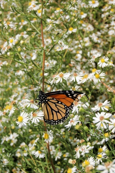 a monarch among weeds
