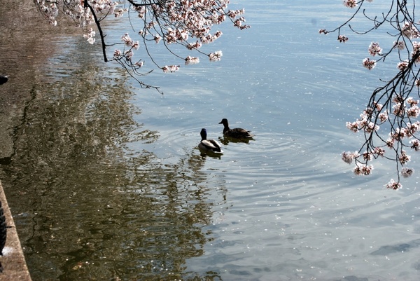 a pair of ducks