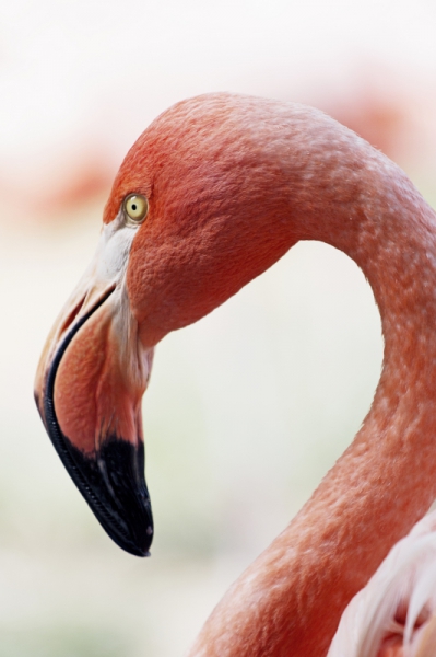 a red flamingo close up