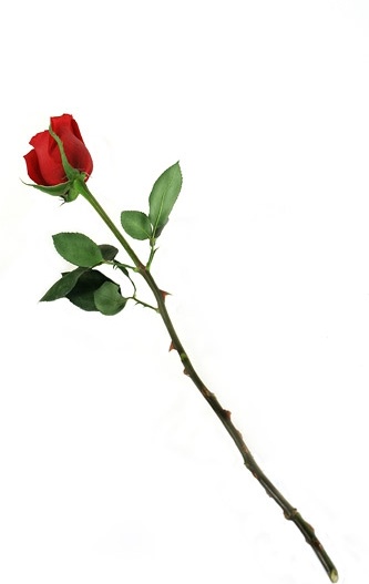 a red roses picture 
