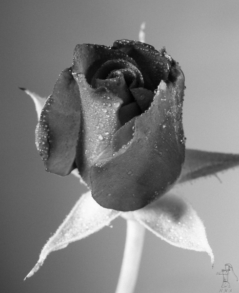 a rose in black and white 20120826 7029jpg
