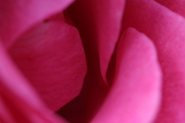 a rose unfolding