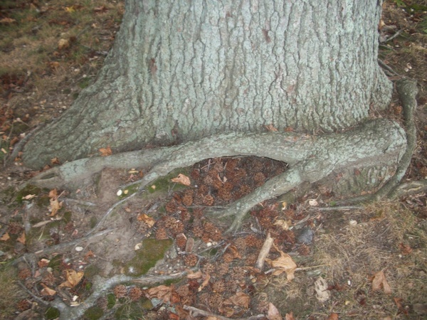a tree trunk